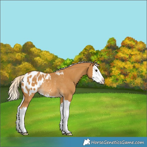 Horse Color:Palomino Splash Appaloosa Rabicano 