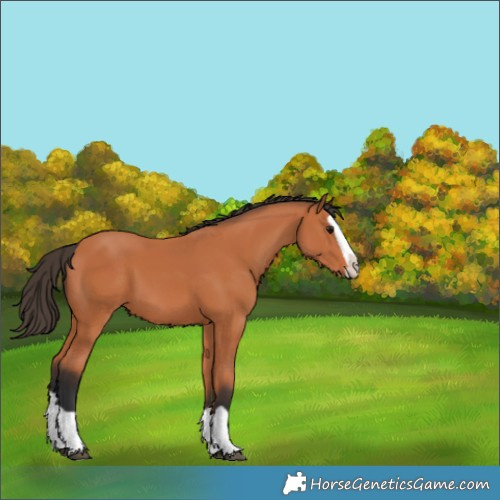Horse Color:Bay Splash 