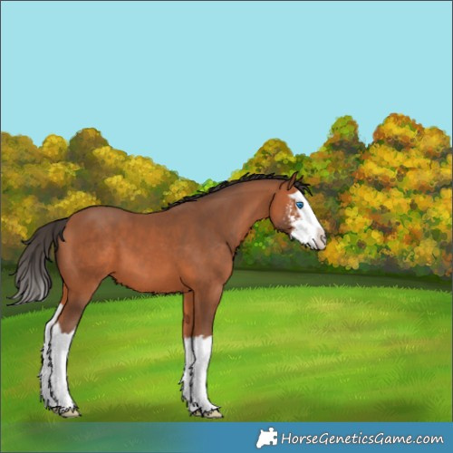 Horse Color:Bay Sabino Splash 