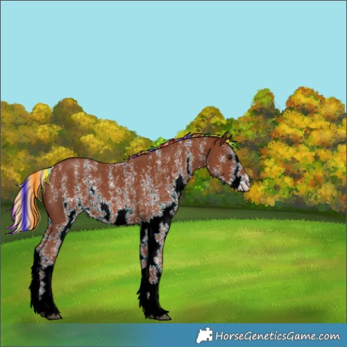 Horse Color:Painted Chestnut Sabino Rabicano 