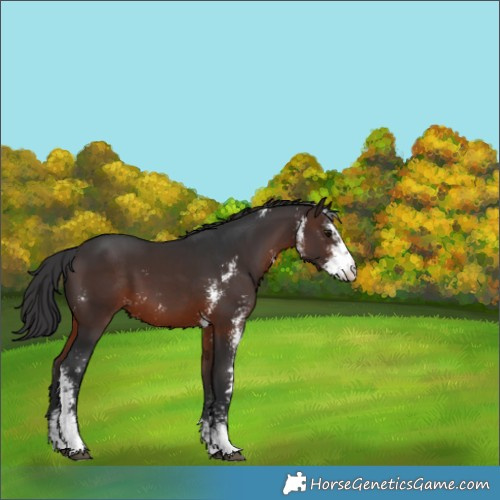 Horse Color:Brown Sabino 