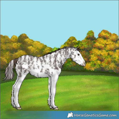 Horse Color:Liver Chestnut Sabino Splash Rabicano 