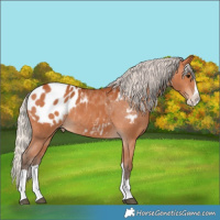 Horse Color:Silver Bay Splash Appaloosa Rabicano 