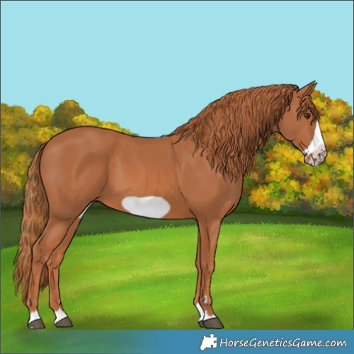 Horse Color:Chestnut Frame