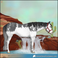 Horse Color:Black Sabino Splash 