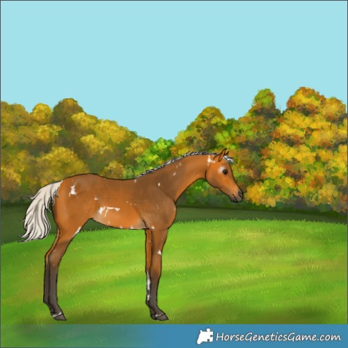 Horse Color:Gray White Spotted Silver Buckskin 