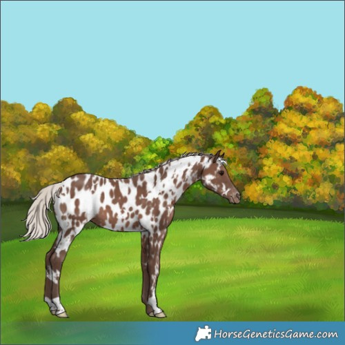 Horse Color:White Spotted Silver Black Appaloosa 