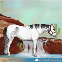 Horse Color:Gray Brown Sabino Splash Tobiano Rabicano 