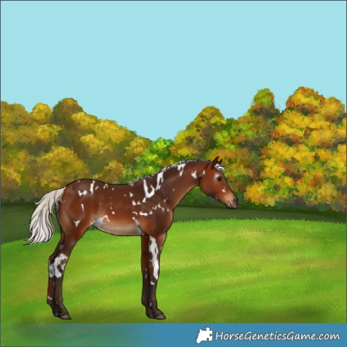 Horse Color:Gray White Spotted Silver Bay 