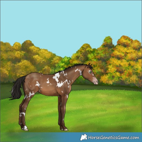 Horse Color:Gray White Spotted Amber Champagne 