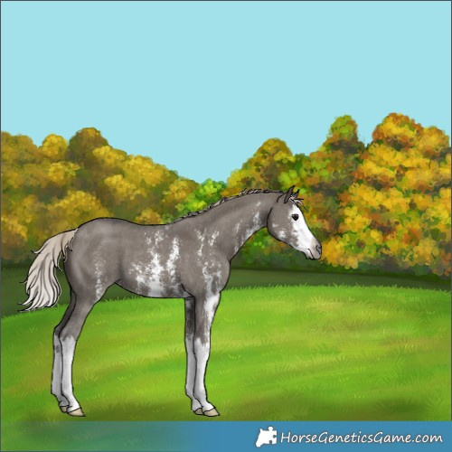 Horse Color:Gray Silver Grullo Sabino Splash 