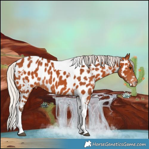 Horse Color:White Spotted Silver Bay Tobiano Near Leopard Rabicano 