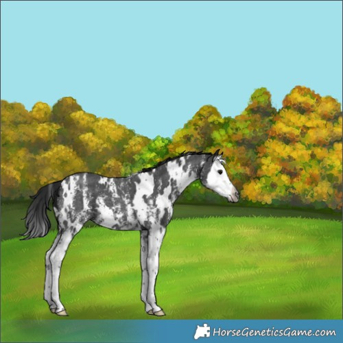 Horse Color:Gray White Spotted Black Sabino Splash 