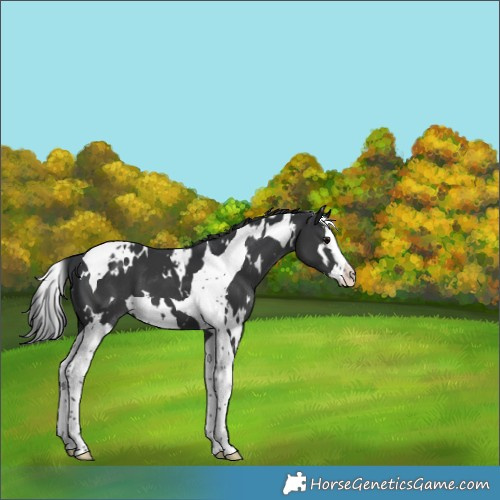 Horse Color:White Spotted Black Splash Tobiano 