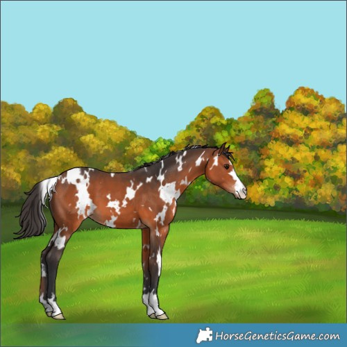 Horse Color:White Spotted Bay 