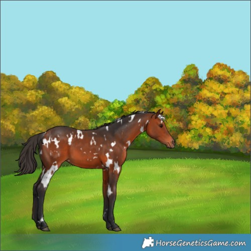 Horse Color:White Spotted Bay 