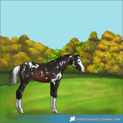 Horse Color:Gray White Spotted Brown Splash 