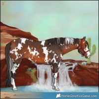 Horse Color:White Spotted Bay 