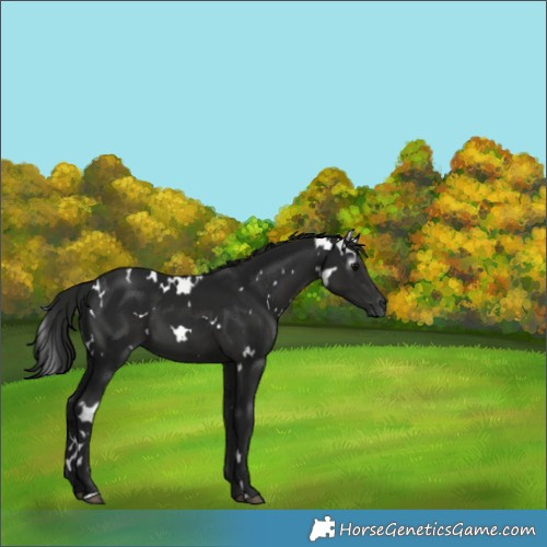 Horse Color:Gray White Spotted Black 