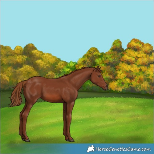 Horse Color:Chestnut Rabicano 