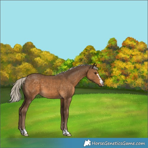 Horse Color:Chocolate Palomino 