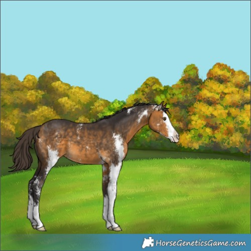 Horse Color:Buckskin Sabino Splash 