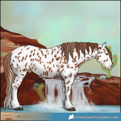 Horse Color:Chestnut Splash Appaloosa 