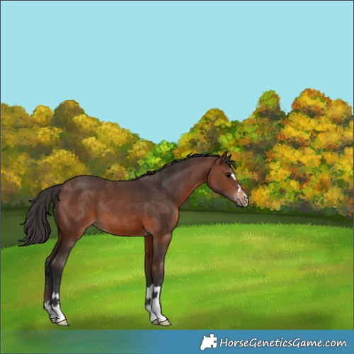 Horse Color:Brown 