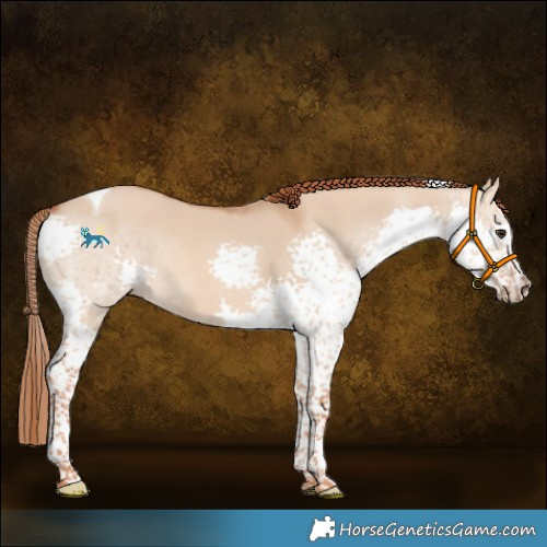 Horse Color:Red Dun Splash Tobiano 