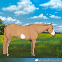 Horse Color:Chestnut Splash Frame 