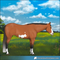 Horse Color:Bay Splash Frame 