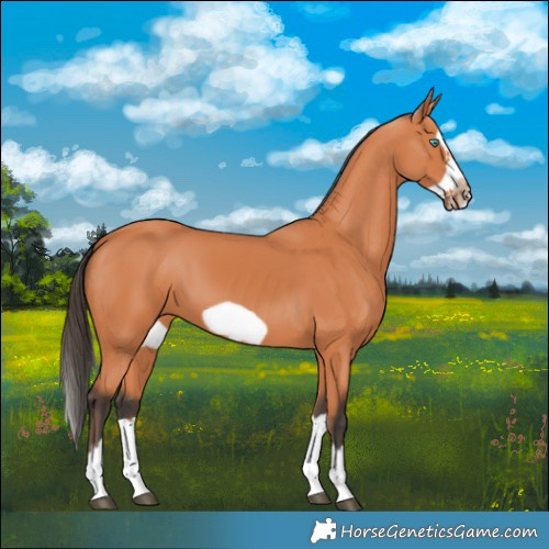 Horse Color:Bay Splash Frame 