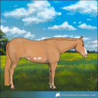 Horse Color:Chestnut Splash Frame 