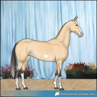 Horse Color:Buckskin Splash Frame 