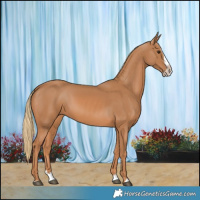 Horse Color:Chestnut Splash Frame 