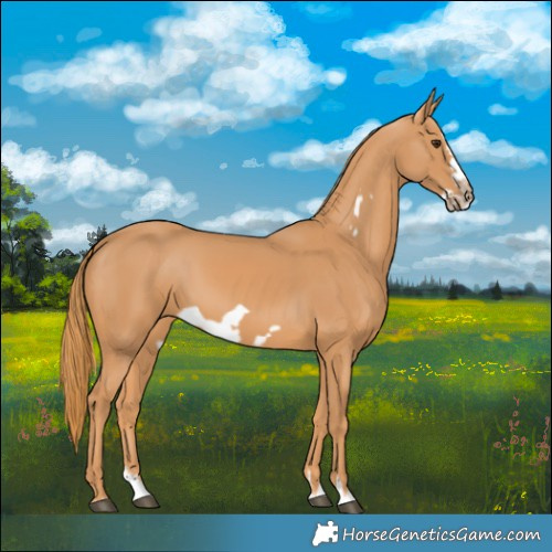 Horse Color:Chestnut Splash Frame 