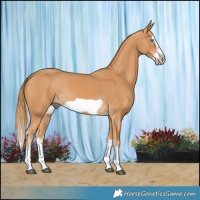 Horse Color:Chestnut Splash Frame 