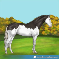 Horse Color:Liver Chestnut Splash