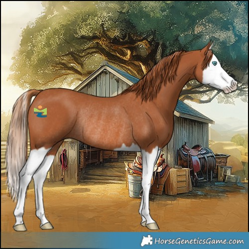 Horse Color:Chestnut Splash Rabicano 