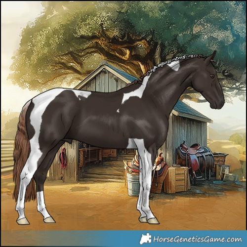 Horse Color:Liver Chestnut Tobiano 