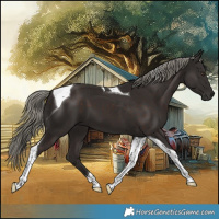 Horse Color:Liver Chestnut Tobiano 