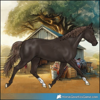 Horse Color:Liver Chestnut 