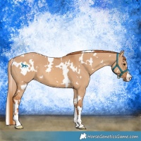 Horse Color:White Spotted Red Dun 