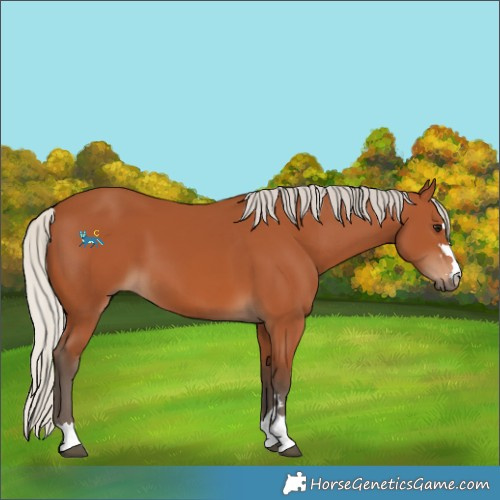 Horse Color:Silver Bay 