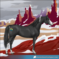 Horse Color:Black Sabino Tobiano 