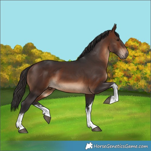 Horse Color:White Spotted Brown 