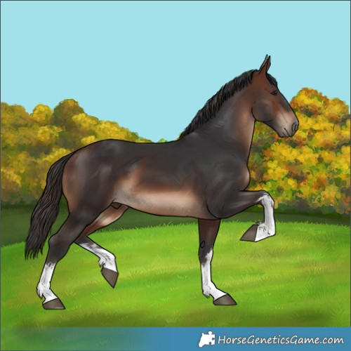 Horse Color:White Spotted Brown 