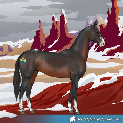 Horse Color:Brown Sabino Tobiano 