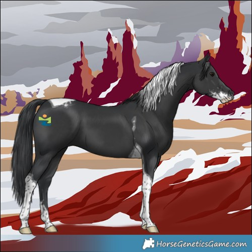 Horse Color:Black Sabino Tobiano 