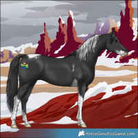 Horse Color:Black Sabino Tobiano 